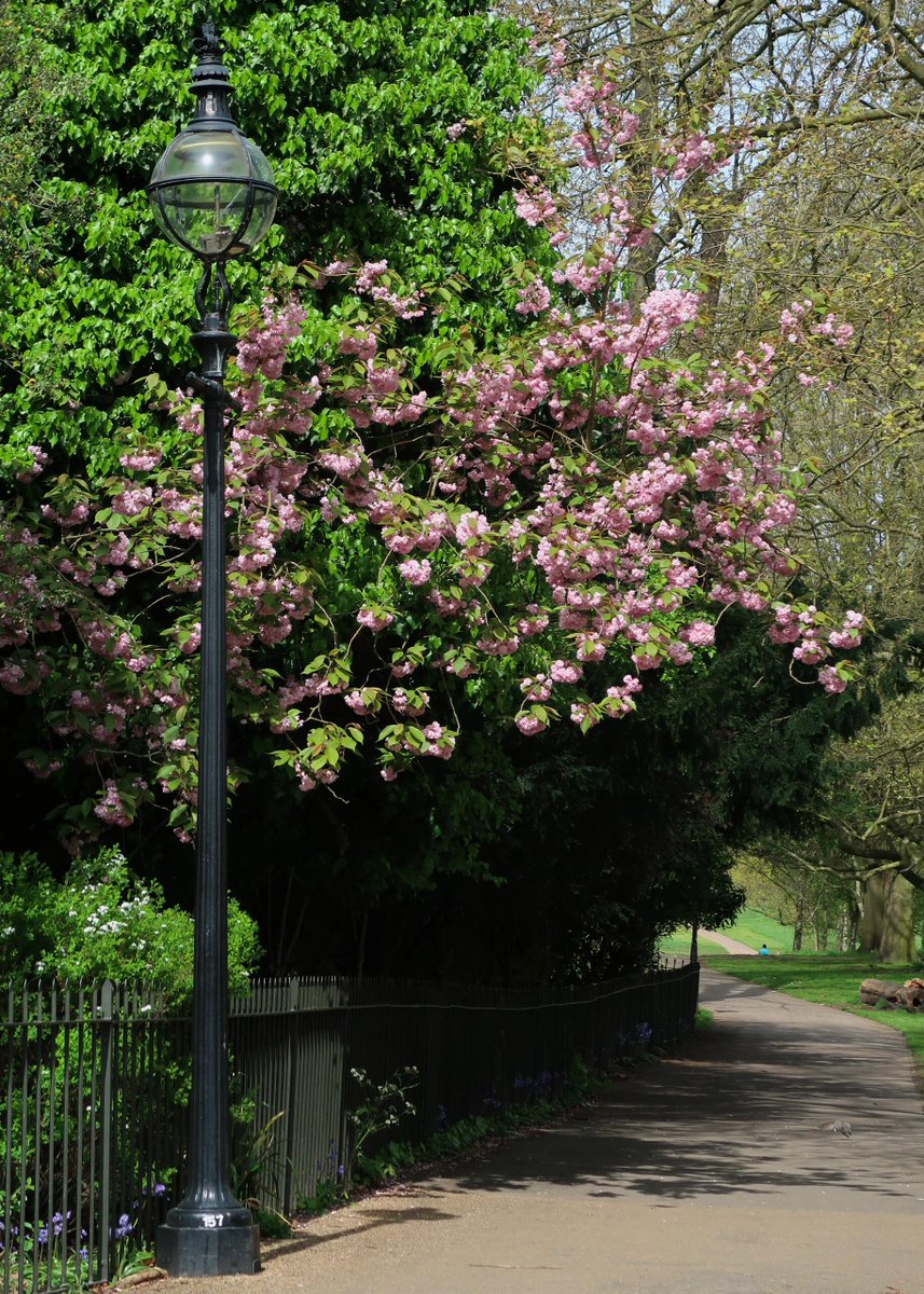 Innes571's tweet image. For this kind of day, having a beautiful time while going through a comfortable day,🎑🎑🎑