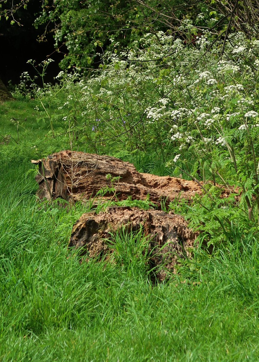 Innes571's tweet image. For this kind of day, having a beautiful time while going through a comfortable day,🎑🎑🎑