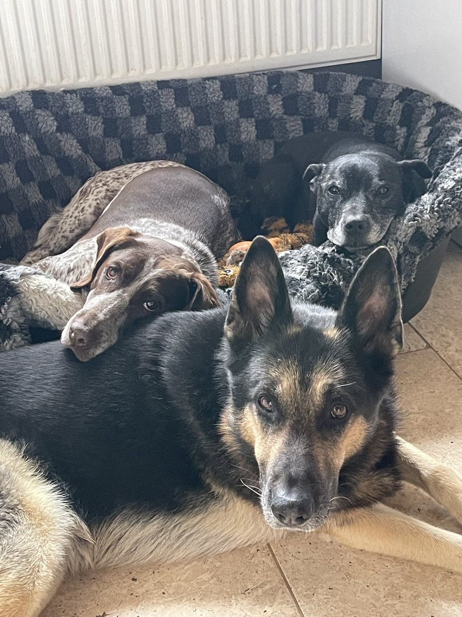 Retired Police Dog Stella the Staffie tweet media