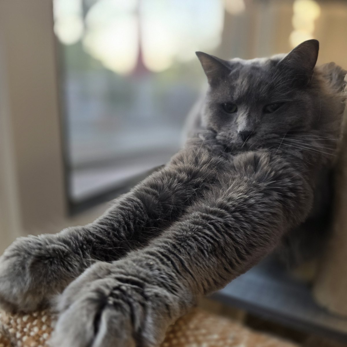 NTNLcats's tweet photo. Big stretch from the little guy. 
#AbelGJohnson #cat #kitty #graycat https://t.co/1XL4a6PEQM