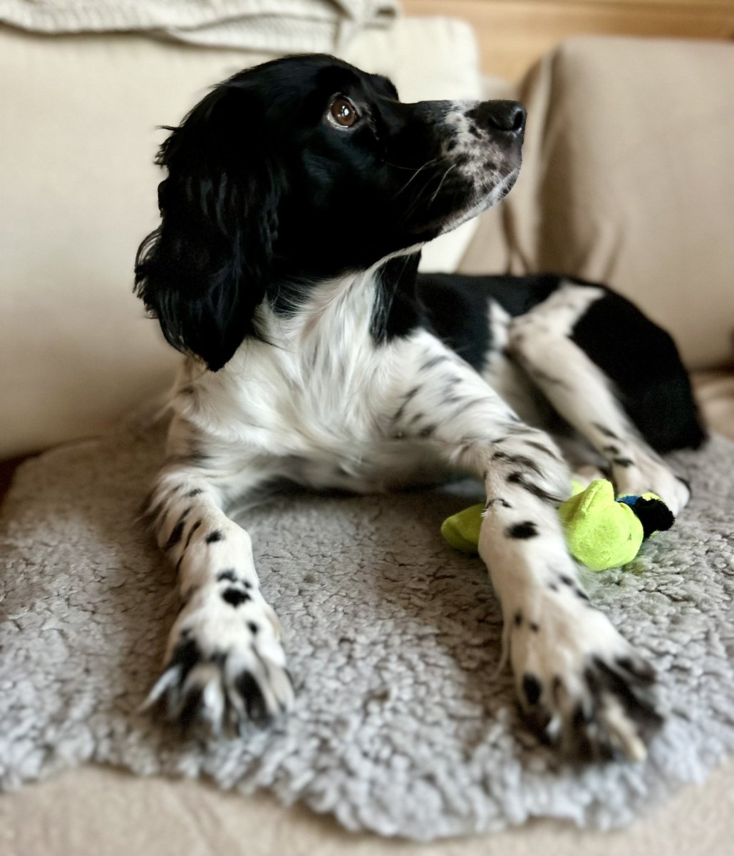 SannaJaas's tweet photo. Reean kotiin saapumisen vuosipäivä🥳🥰
Merkkipäivää vietetään sohvalla maaten ja oravia kytäten, ja juhlistetaan hirvenluulla.

#Reea #Rescue https://t.co/x9Vy2FxIJr