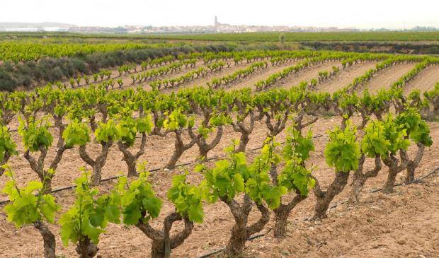 En 1893, mientras en USA patentaban la fórmula de la Coca Cola, en 🇪🇸 comenzaba la que sería una de las colecciones de vid más importantes del mundo. Sucedía en Alcalá de Henares, en la finca El Encín, hoy adscrita al IMIDRA. Allí se custodian 3.700 variedades de Vid diferentes⤵️