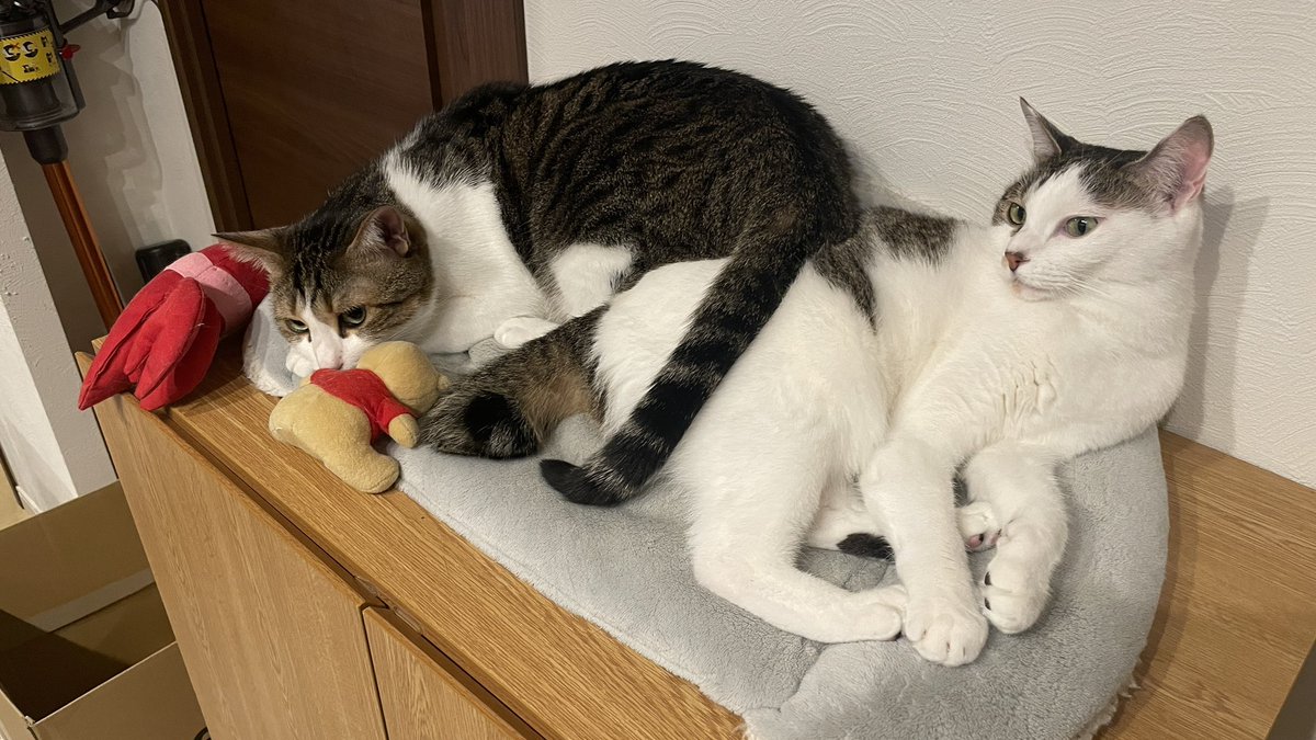 Mimura_Ranmaru's tweet photo. なんか子供部屋みたいなことになってるw
#猫 #猫のいる生活 #猫好きさんと繋がりたい #猫がいる幸せ https://t.co/GTaHttAK6n