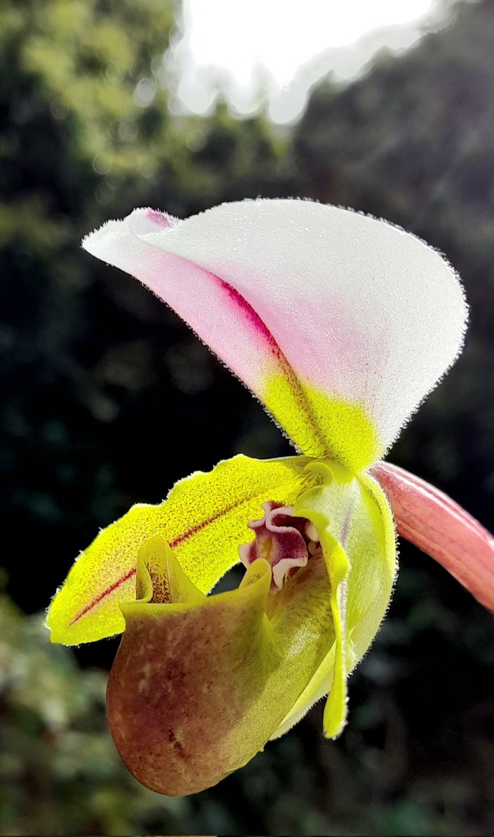 Brian Hodgkin, ML (@brianh4951) on Twitter photo First flowering of Paphiopedilum spicerianum for me in the Hodgkin windowsill ladyslipper hareem. Lovely species, have some of her relatives who also seem to enjoy this side of the great grease pothole <a href="/PetrovichBilly/">Orchiholism</a> First flowering of Paphiopedilum spicerianum for me in the Hodgkin windowsill ladyslipper hareem. Lovely species, have some of her relatives who also seem to enjoy this side of the great grease pothole <a href="/PetrovichBilly/">Orchiholism</a>