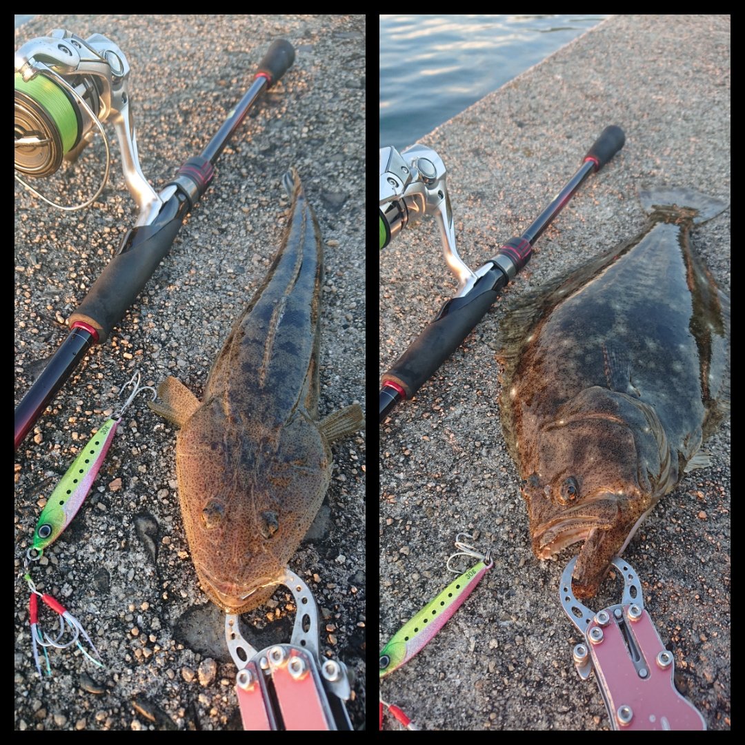 HollyHobbyChan's tweet photo. 久々のヒラメ🎶
#SLS
#JACKALL
#BIGBACKER https://t.co/zqxB3Rwwy4