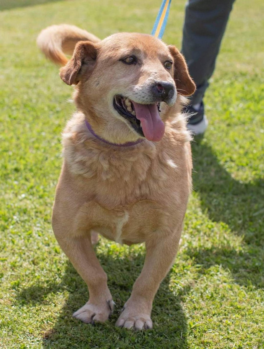 elcampito's tweet photo. 😍 MIREN LO QUE ESSS 😍 ¡Y está en adopción!
Rambo busca una familia que lo ame un montón, porque aunque sea chiquito de tamaño, su corazón es enooormee y está listo para llenarte de amor 💛

Si te enamoraste de nuestro petiso hermoso, escribinos a adoptantesdelcampito@gmail.com https://t.co/E8r7DG3c6n