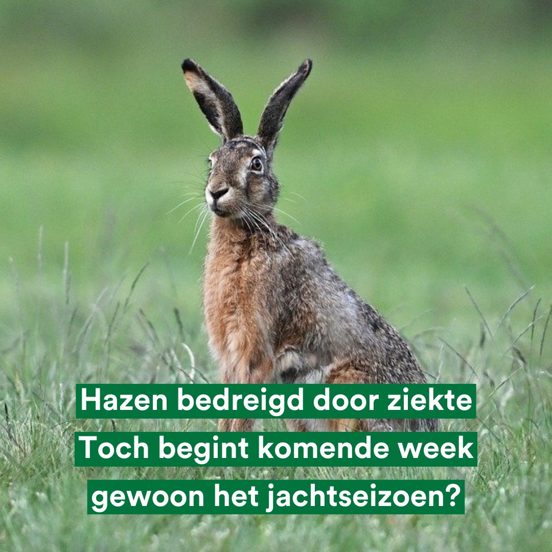 Er is een ernstige uitbraak van #myxomatose onder hazen in #Gelderland, die de hazenpopulatie bedreigt. Tegelijk is vanaf dinsdag het #jachtseizoen geopend. Moet de jacht op #hazen nu niet onmiddellijk stoppen? Vragen gesteld: gelderland.partijvoordedieren.nl/vragen/schrift…