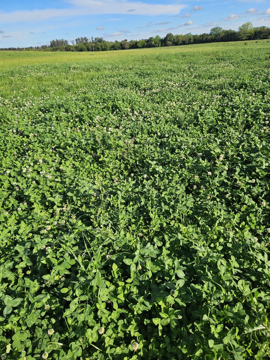 Caminando entre el ganado, los cultivos y los pastos..