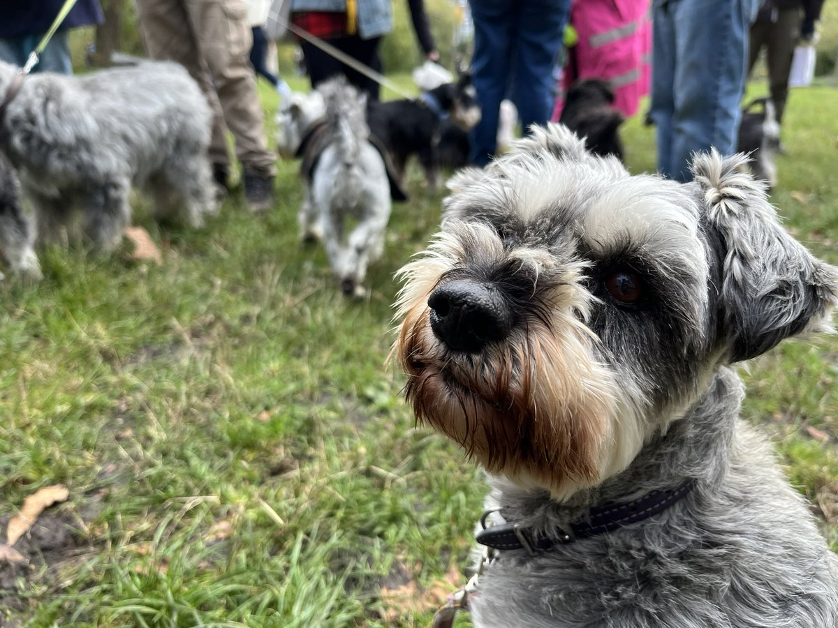 It was a good day for a schnauzer walk at Hampstead Heath!!! Who else was there today? #schnauzergang #DOGS