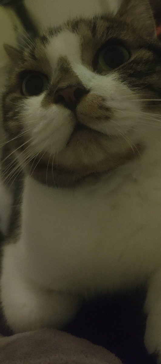 YiChenBTC996's tweet image. ＃猫猫  有一币已回调到位预计涨幅10%-20%  提示一下动物币