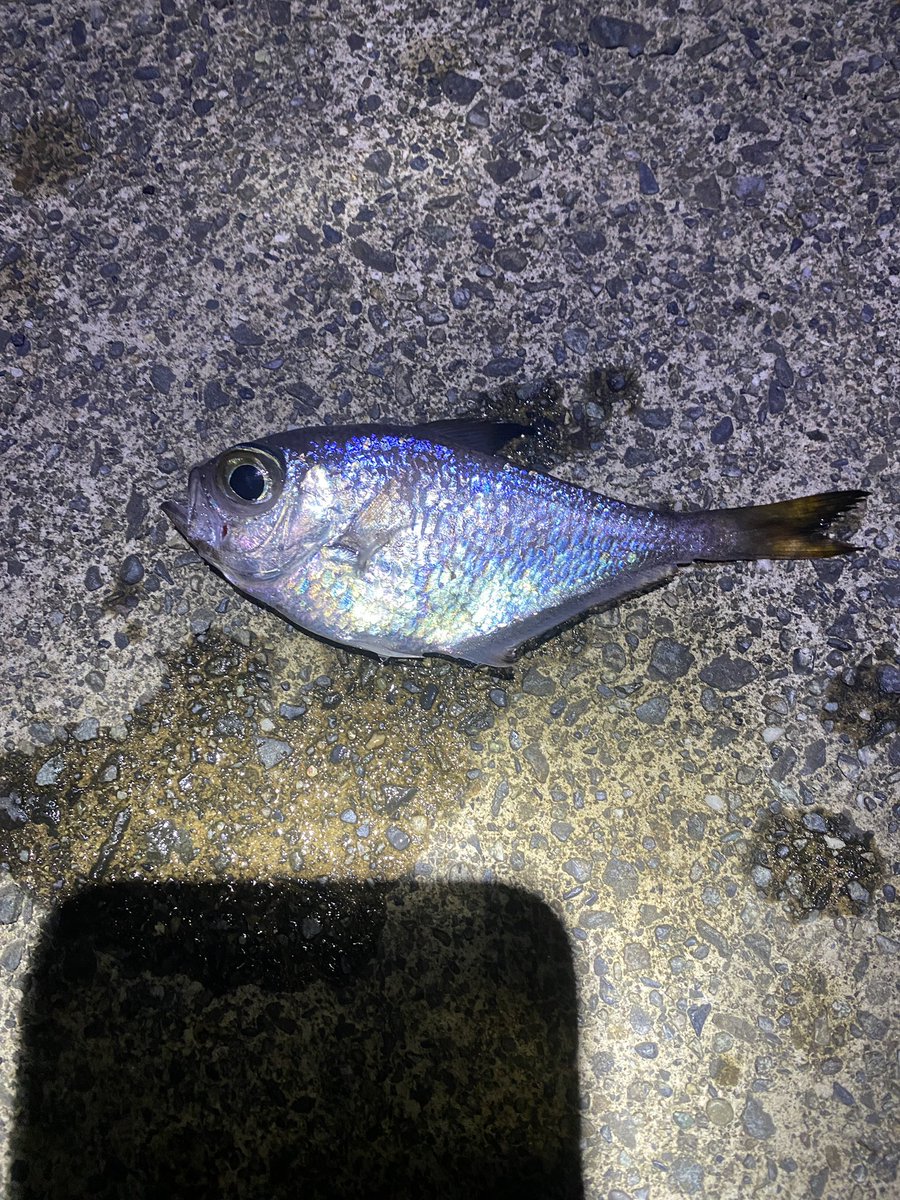 伊豆で釣りしてます！
この魚なんですかね？！
ネンブツダイ？
ただそれより2回りくらい大きい…