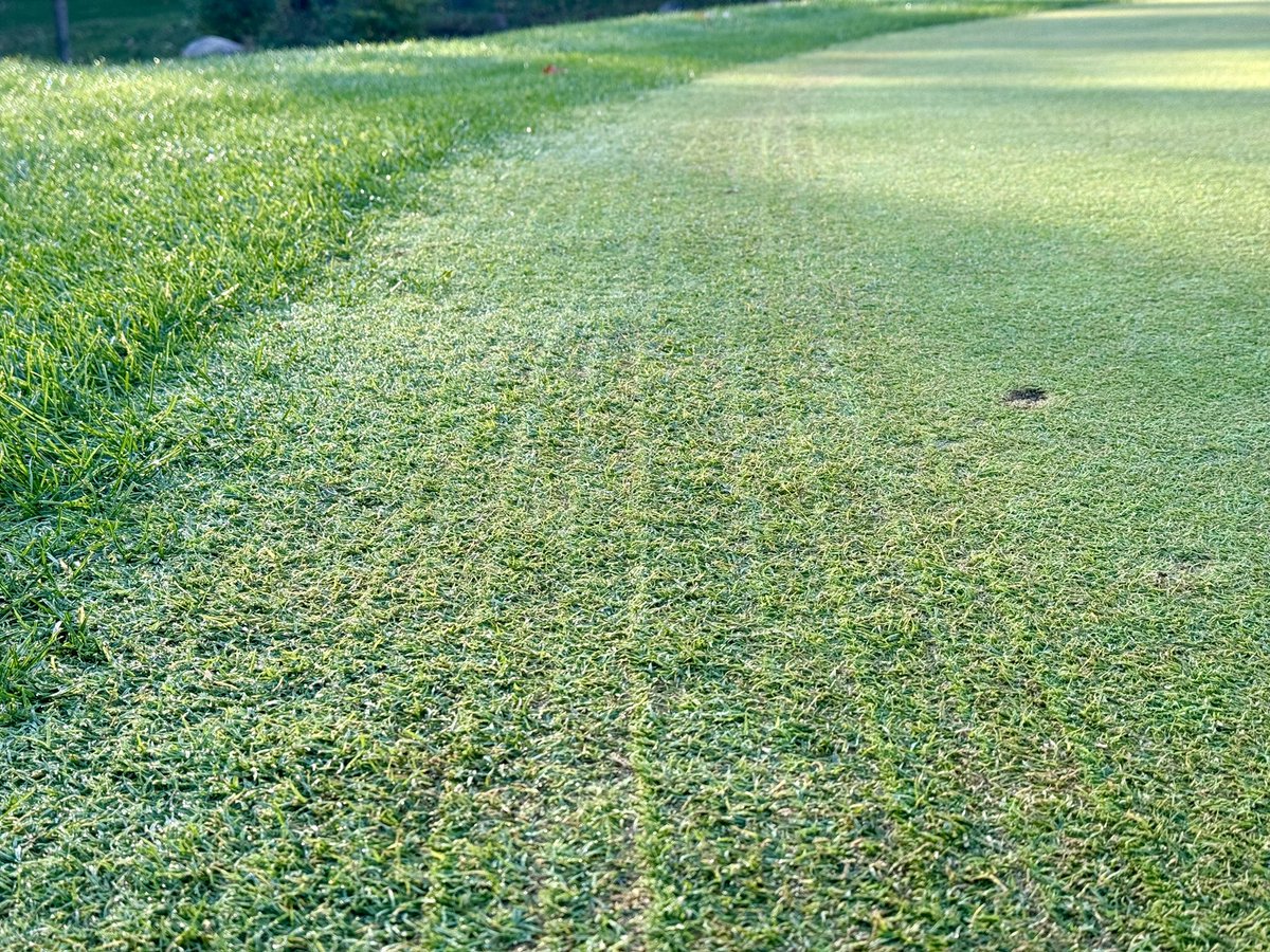 BentgrassWizard's tweet image. Despite a below average September our Growth Ratio remains steady, which has helped push growth on our interseeded collars📈Also on the plus side, Dollar Spot pressure is trending in the right direction 📉@Chatham_Hills #YeahScience ⛳️🧪🔬