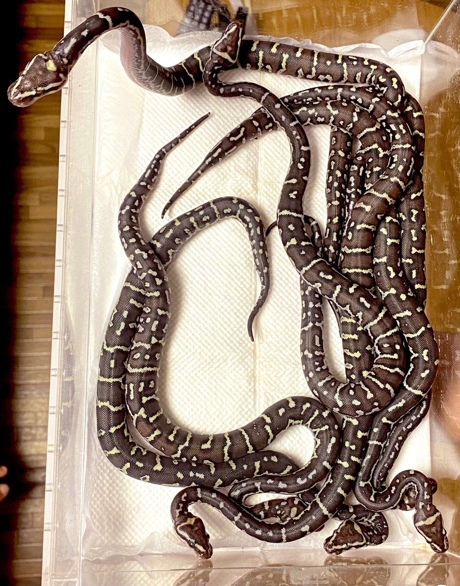 カリスマ♪♪ tweet media