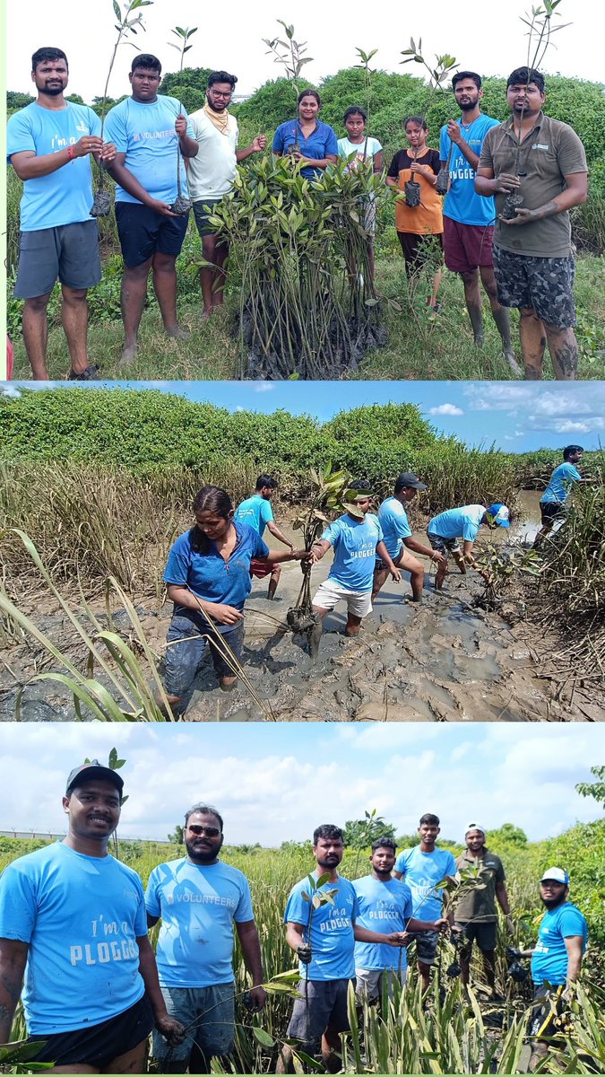 itsBiswajeet's tweet photo. Protecting coastlines, supporting marine life! Mangroves  sapllings Plantation done by sattvic soul foundation Volunteers at Mahanadi Riverside,ନୂଆଗଡ ପଞ୍ଚାୟତ. #Paradeep 
@SATTVIC_SOUL 
@dfomangrovefdwl @abhi_panda28 @AdyashaSatpath3 @pargaien 
@PdpMnc_2002 @paradipport https://t.co/bmGhW7xRVa
