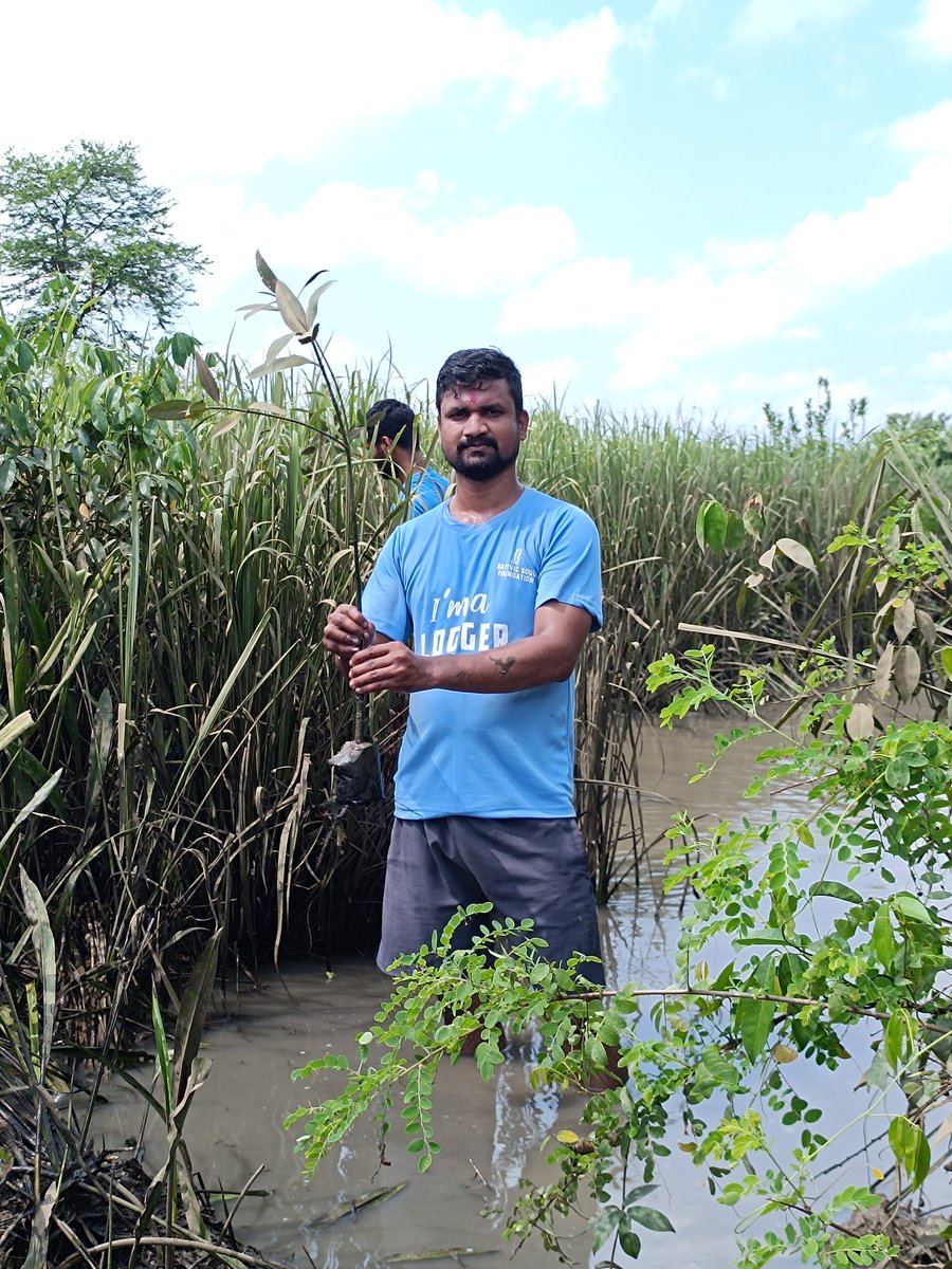itsBiswajeet's tweet photo. Protecting coastlines, supporting marine life! Mangroves  sapllings Plantation done by sattvic soul foundation Volunteers at Mahanadi Riverside,ନୂଆଗଡ ପଞ୍ଚାୟତ. #Paradeep 
@SATTVIC_SOUL 
@dfomangrovefdwl @abhi_panda28 @AdyashaSatpath3 @pargaien 
@PdpMnc_2002 @paradipport https://t.co/bmGhW7xRVa