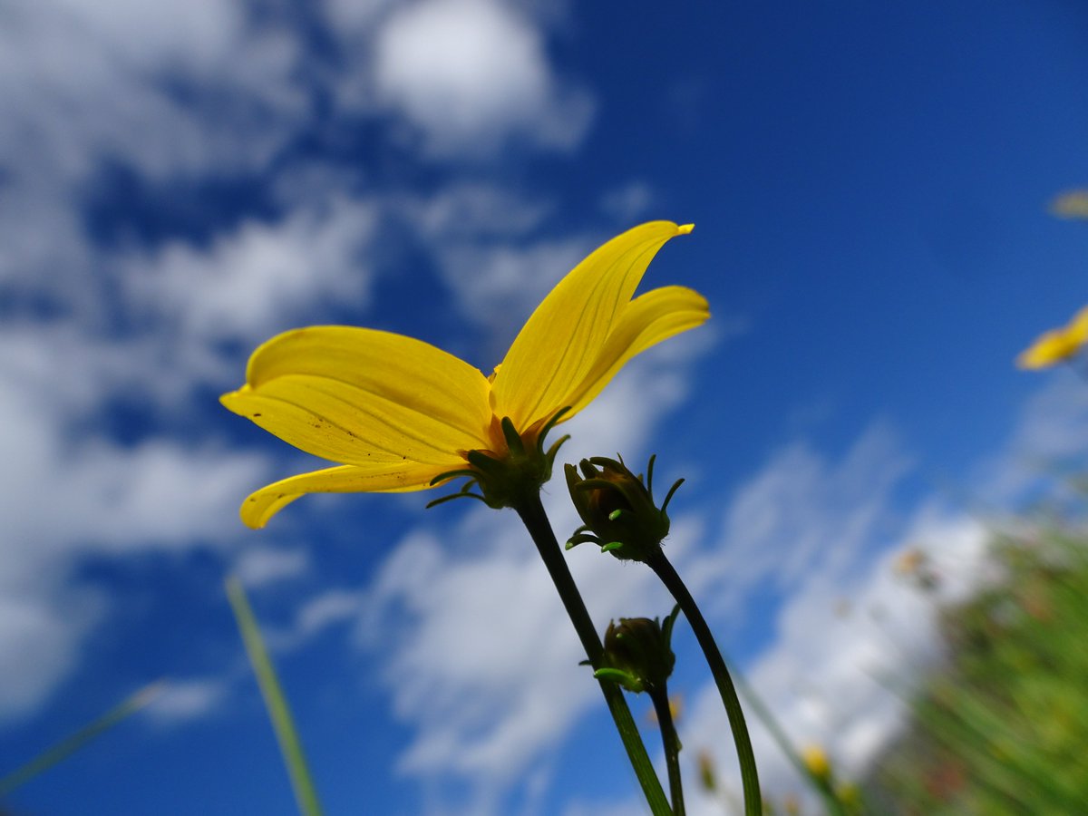 ferchinchin's tweet image. ❝Everyone wants to SAVE the PLANET. But nobody wants to help mom wash the dishes❞.
⭐  Patrick James O&apos;Rourke

 🌿  𝐵𝑖𝑑𝑒𝑛𝑠 𝑎𝑛𝑑𝑖𝑐𝑜𝑙𝑎 Kunth ➤ 𝙰𝚂𝚃𝙴𝚁𝙰𝙲𝙴𝙰𝙴.
#Bidens #planet #HelpMom #washTheDishes
