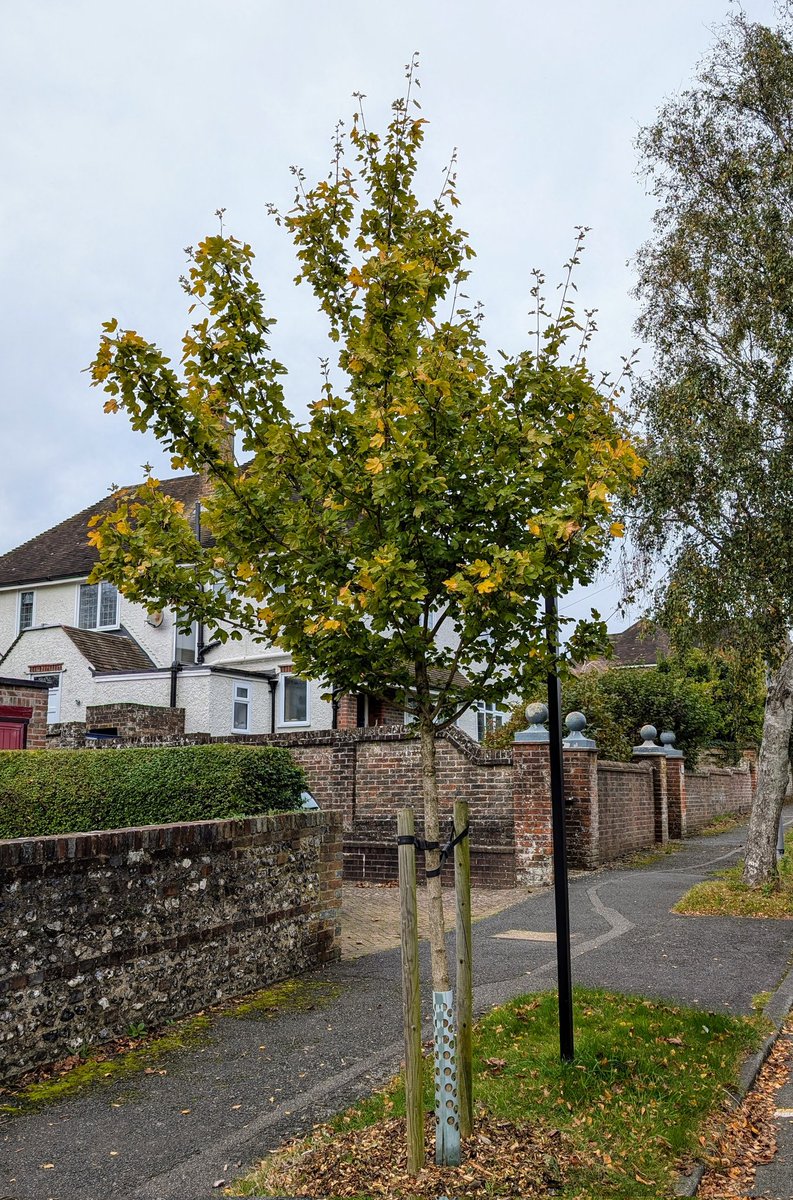 Lewes Urban Arboretum, (Friends of Lewes: Trees) tweet media