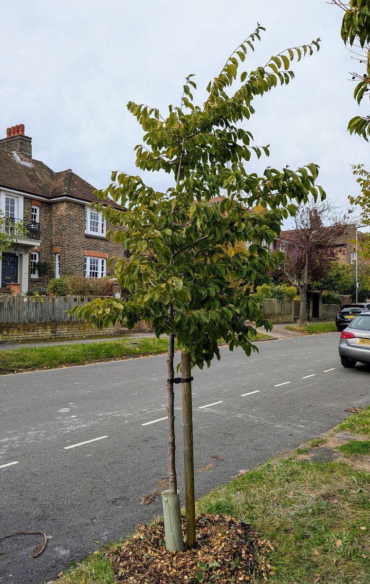 Lewes Urban Arboretum, (Friends of Lewes: Trees) tweet media