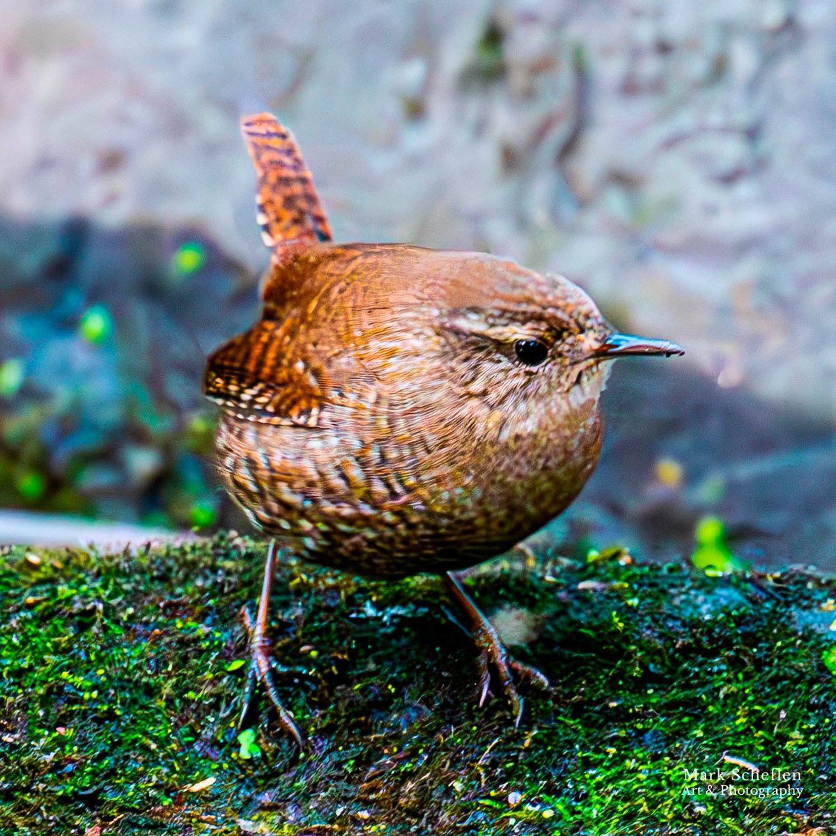 Mark Scheflen (kiboko_mark) tweet media