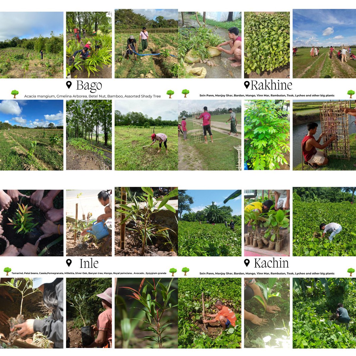 CircularMyanmar's tweet photo. Prevent Plastics Myanmar raised awareness on reducing plastic and empowered communities to create greener environments. Through Green Growth Campaign, 74,580 trees were planted
#PlasticFree #GreenFuture #PreventPlastics
@switchasia @EUMyanmar https://t.co/EytuDFGc0g