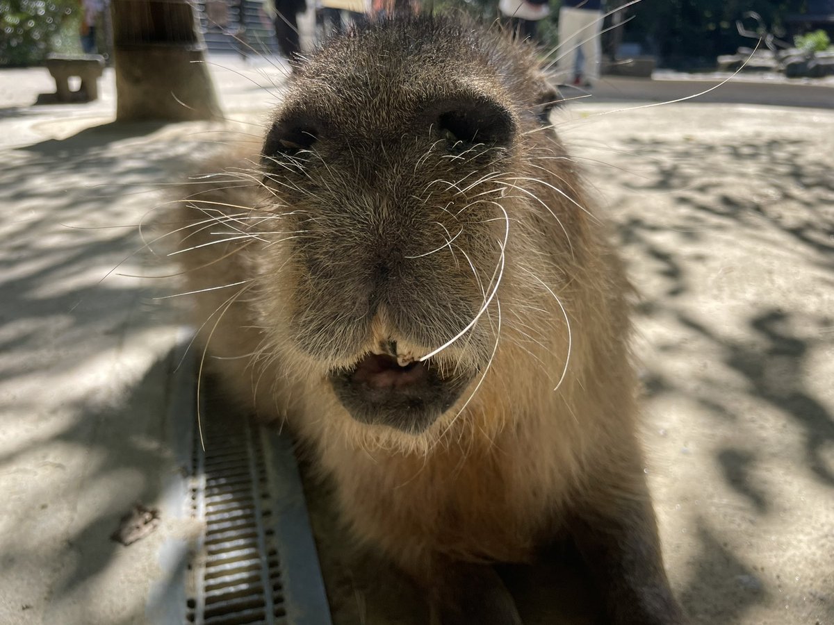 カピバラさん可愛すぎた
バイオパークまた行きたい
いや、絶対また行く✈️

#長崎バイオパーク
#カピバラ
#capybara