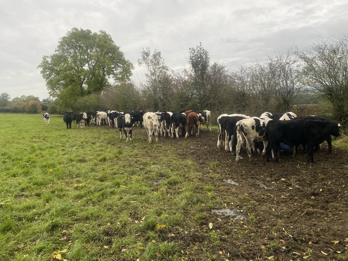TimTimothym's tweet photo. Cereal for breakfast. Dairy calf to beef. Ballyhoulihan https://t.co/YwOrA8h2Pu