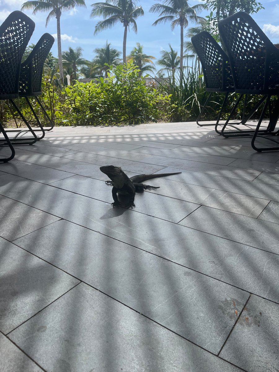 dmallory42's tweet photo. A few snaps from a great @WooCommerce division meetup last week in Tulum, Mexico. 🇲🇽 

Always a lot of fun hanging out with colleagues both old and new! https://t.co/2glZciZ7ql