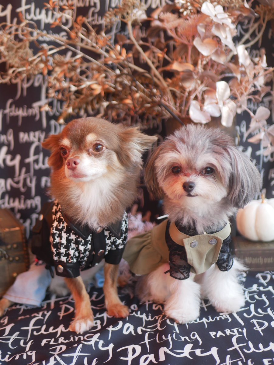 🐶🐶🤍🎃