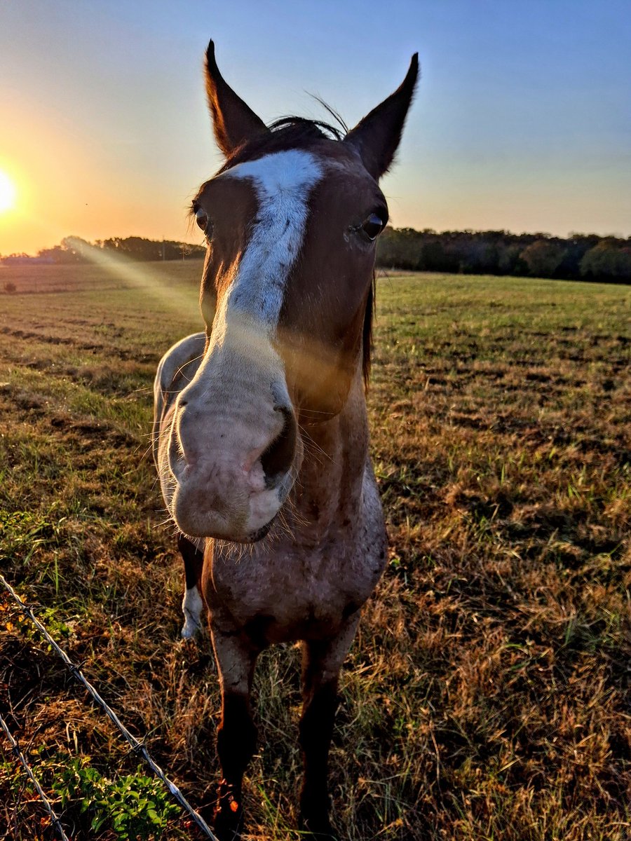 programmer1200's tweet image. Neighbors got a horse and I got a field full of Apples, I think we are going to be friends. #Horses #apples #Missouri