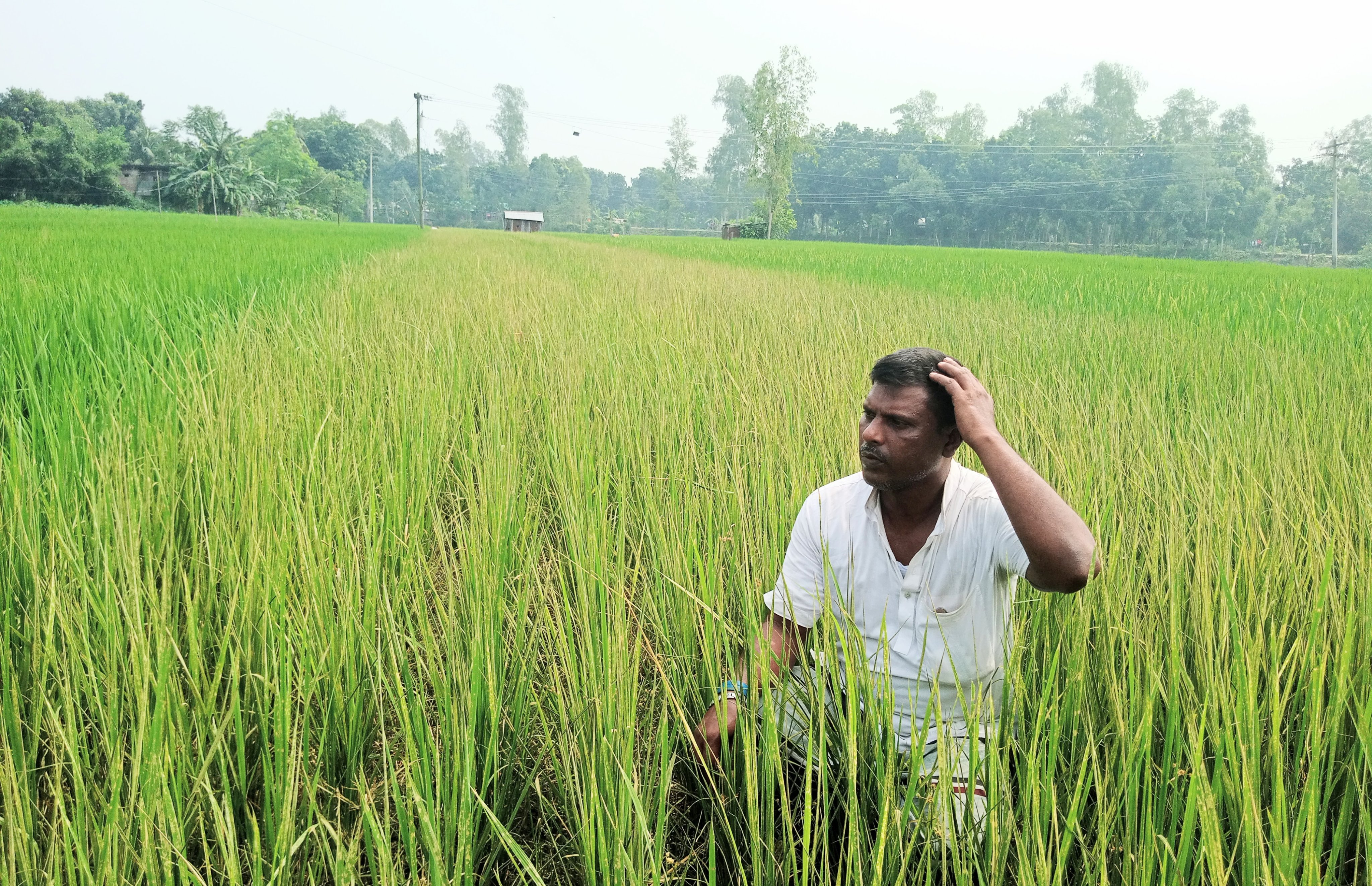 জমি সংক্রান্ত বিরোধ; বিষ প্রয়োগে পুড়িয়ে দেওয়া হলো ৩ বিঘা আমন ধানের ক্ষেত