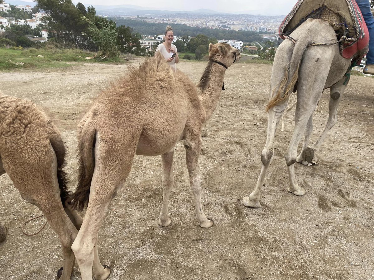 An enchanting, historic and cultural visit to Tangier 📷

Thank you to everyone who joined us on this special day out! 🇪🇸🛳️🇲🇦