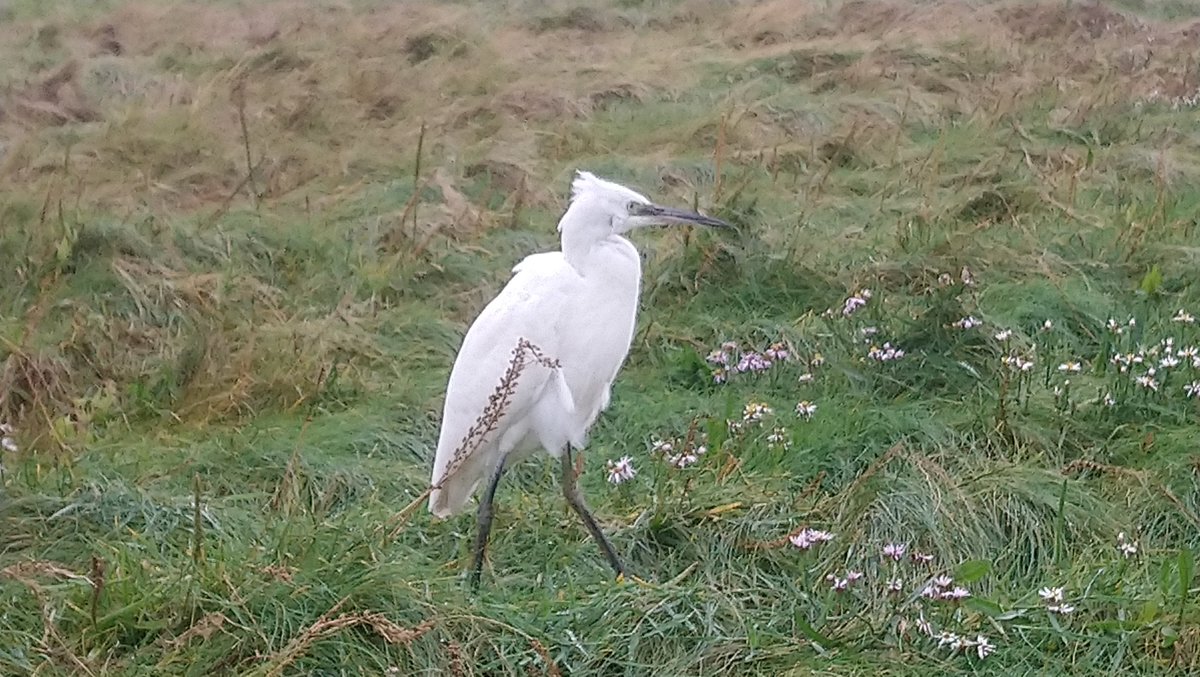 Alan M. Cole tweet media