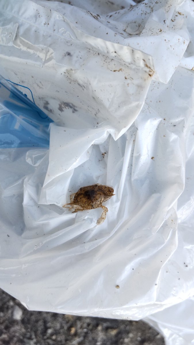 釣り中にゴミ袋が流れてきたから、回収したらカニさんの赤ちゃんが7匹も付いてた
まさかゴミ袋をすみかにするとは