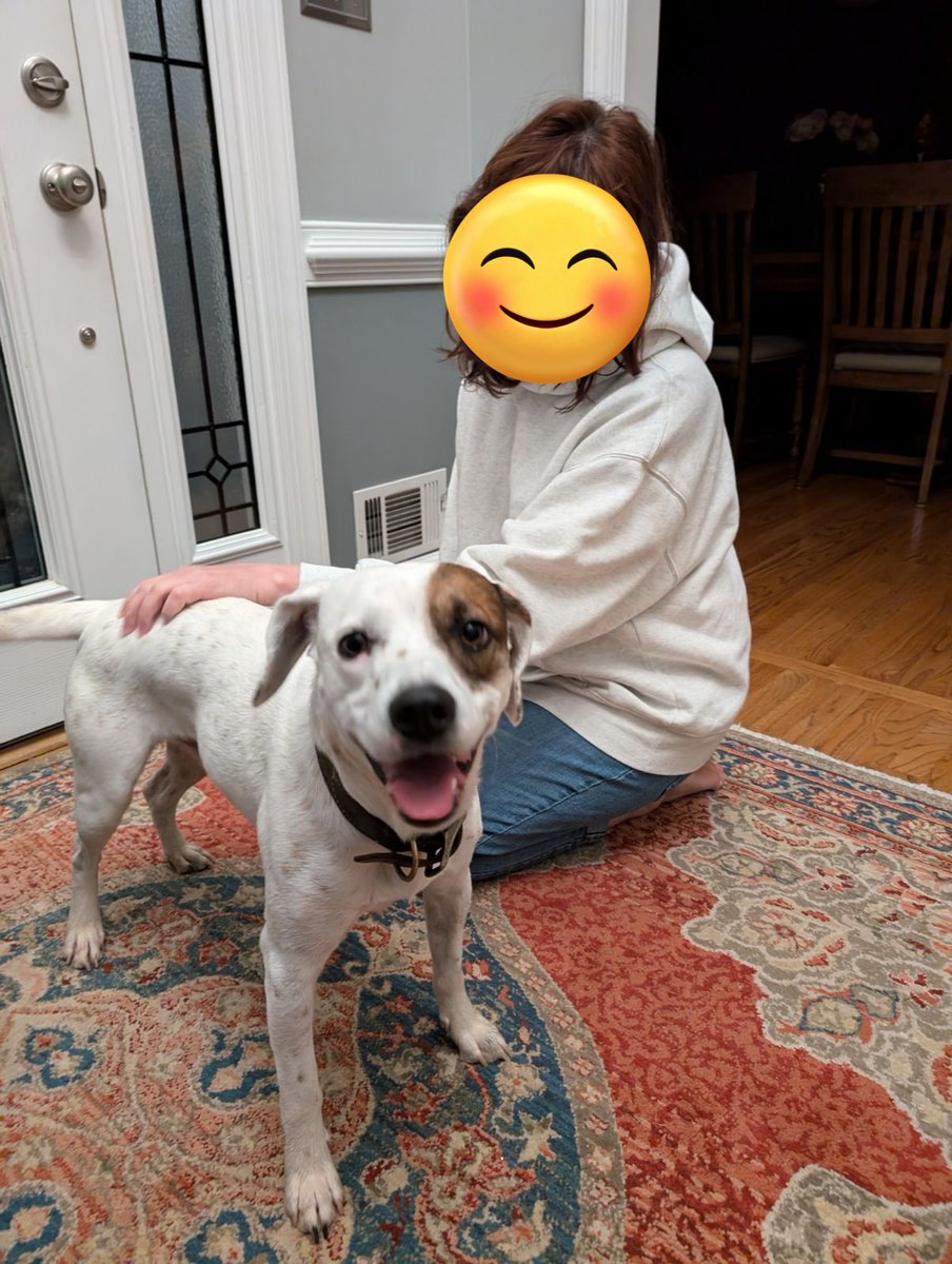 Momma says I’m a hero!! At 6:00 AM I started barking so Papa let me out of the bedroom and I ran downstairs and kept barking at da front door. This little guy was running around loose. Momma let him in and called his pawrents who came to get him. He had been lost all night!!