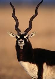 प्रिय <a href="/BeingSalmanKhan/">Salman Khan</a> (सलमान खान ) 
काला हिरण जिसे बिश्नोई समाज देवता मानता है उसकी पूजा करता है, उसका आपने शिकार किया और उसे पका कर खा लिया।

जिसके कारण बिश्नोई समाज की भावनाएं आहत हुई और आपके प्रति बिश्नोई समाज में लंबे समय से आक्रोश है।

व्यक्ति  से गलती हो जाती है। आप बड़े