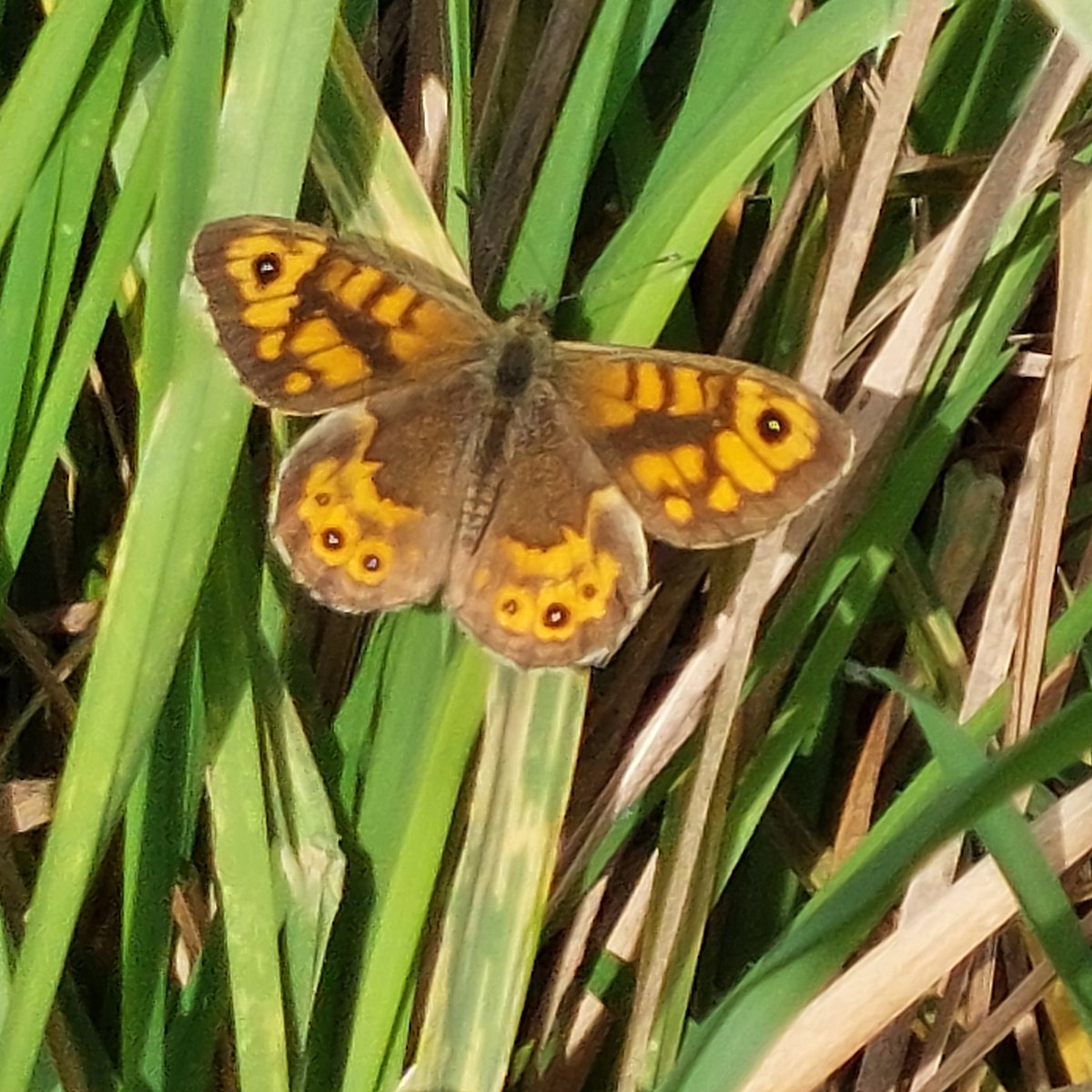 Robert Quadling🦋 (@eastengland2014) on Twitter photo 13/10/24 SWT Oulton Marshes One Wall Brown Butterfly (m) recorded along the Gravel Dam path close to the rail crossing. No other butterflies are seen anywhere else on the reserve. (Phone Pic) <a href="/SWT_NE_Reserves/">Suffolk Wildlife Trust North East Reserves</a> <a href="/suffolkwildlife/">SuffolkWildlifeTrust</a> <a href="/BC_Suffolk/">BC Suffolk Branch</a> 13/10/24 SWT Oulton Marshes One Wall Brown Butterfly (m) recorded along the Gravel Dam path close to the rail crossing. No other butterflies are seen anywhere else on the reserve. (Phone Pic) <a href="/SWT_NE_Reserves/">Suffolk Wildlife Trust North East Reserves</a> <a href="/suffolkwildlife/">SuffolkWildlifeTrust</a> <a href="/BC_Suffolk/">BC Suffolk Branch</a>