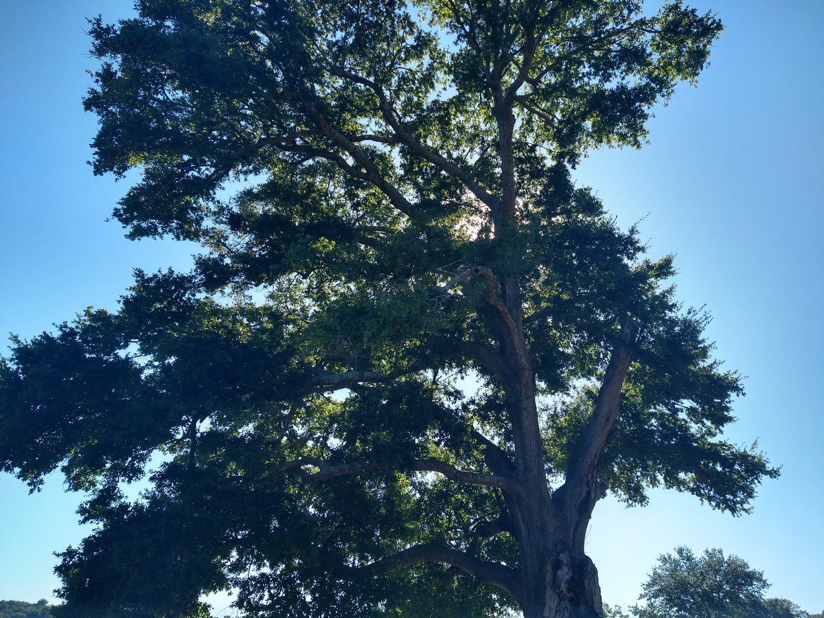 Lifesab5138's tweet photo. #phomode #trees https://t.co/tFg3Dbk50Q