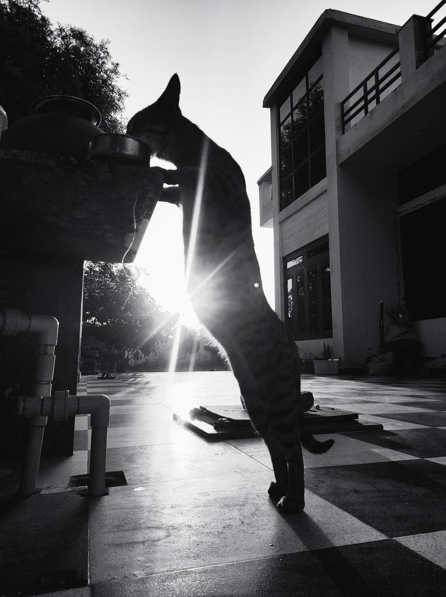 poojakumawatt's tweet photo. The highness of her efforts to concur the conquest.
#photography #cats #bnw #netgeo https://t.co/pZsxGl6IYH