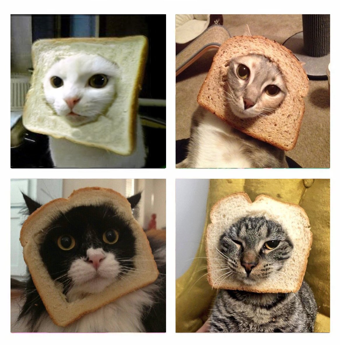 INBREDCATONSOL's tweet photo. There are many kinds of bread, and so do $Inbred cats
🍞🫵😹🍞 https://t.co/fXTZbC4pc6
