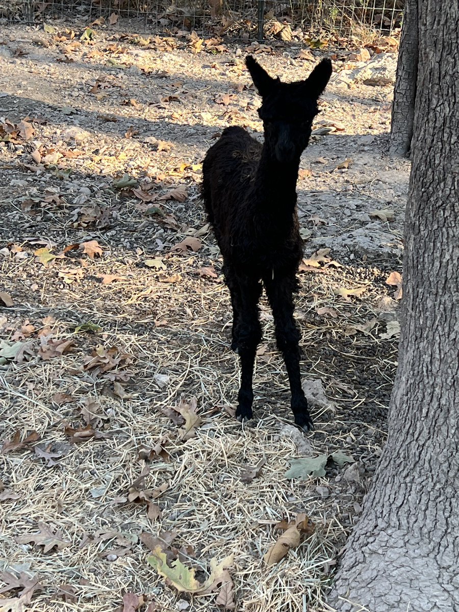 SJPaca's tweet photo. Little beauty, Jasper at 22 days old today! 11.4 lbs at birth, he just reached 20 lbs! Feisty little turd, too! 🥰🥰🥰 https://t.co/kwD9nj7V3c