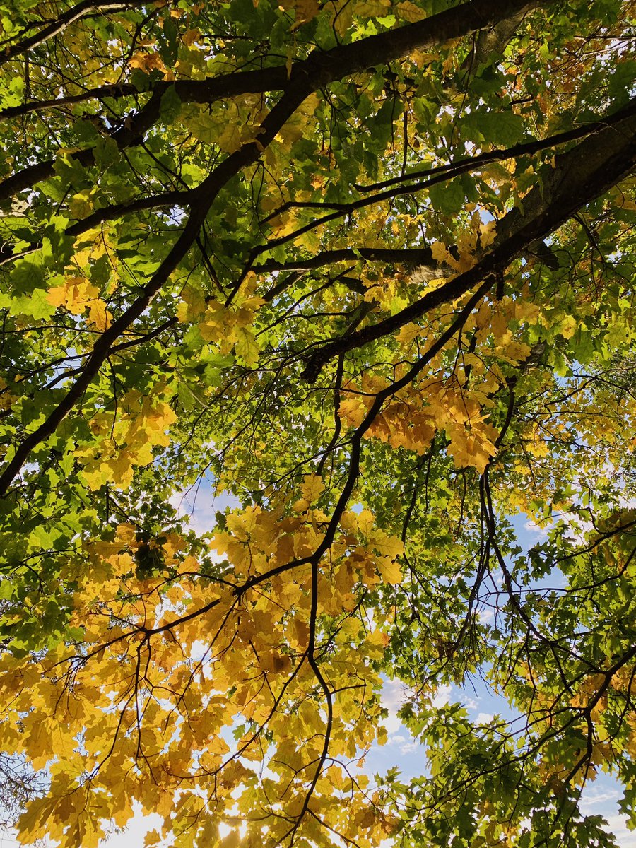 pereproshuyu's tweet photo. сонечко світить, бо ви надсилаєте гривні на цей збір:

https://t.co/84qDjBepZ8 https://t.co/xO7wOLJQgq