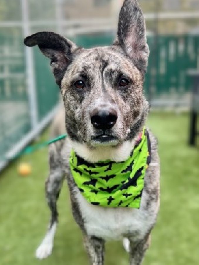 NMBewitched's tweet photo. #SeniorSunday 
The lovely brindle Ash 
https://t.co/bNhsa9ZBcm 
#AdoptMe #FosterMe

He has been to 3 #AdoptionEvents 
What do people want? 
Respectful, playful, great companion
At 9yrs young, he wants a home without littles: peeps or🐶
#AdoptAdogMonth #Dogs https://t.co/8k03PIa1OW