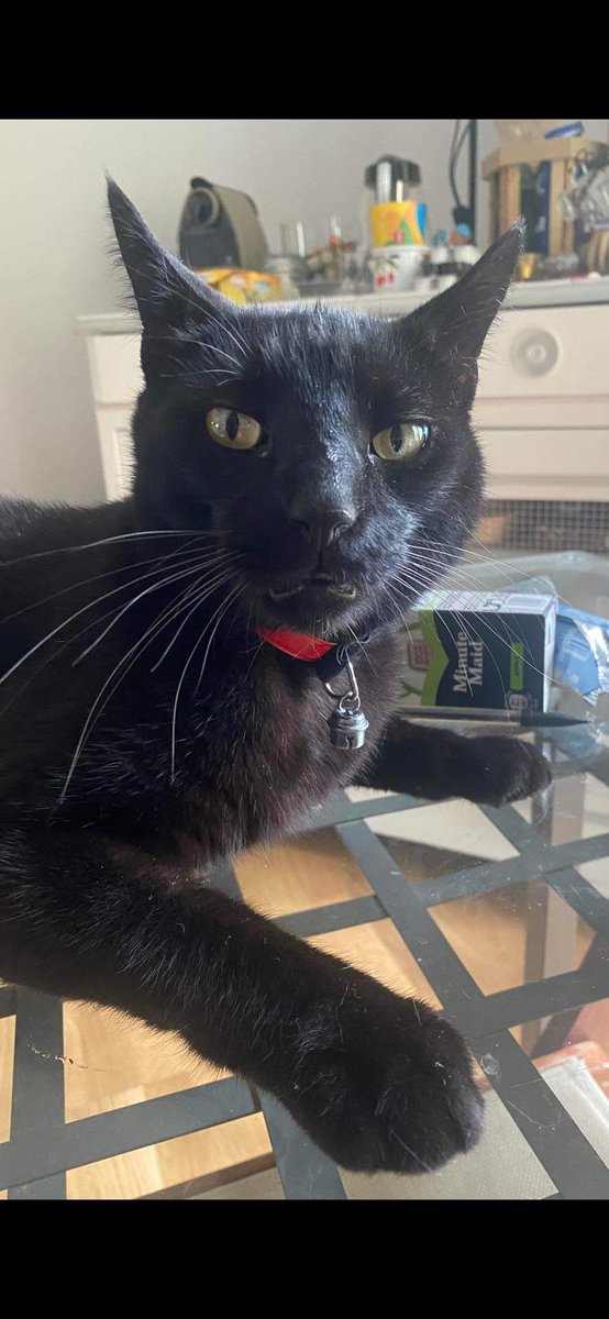 secouraerika's tweet image. Bonjour 
J ai perdu mon chat Loulou
Sur Senlis 
Mais sait on jamais 
Vous êtes mon dernier espoir 
Il a 4 ans 
Tout noir 
Castre mais non stérilisé 
Ne porte pas de collier
0617217377
0620826344
Merciiiiiii pour votre aide