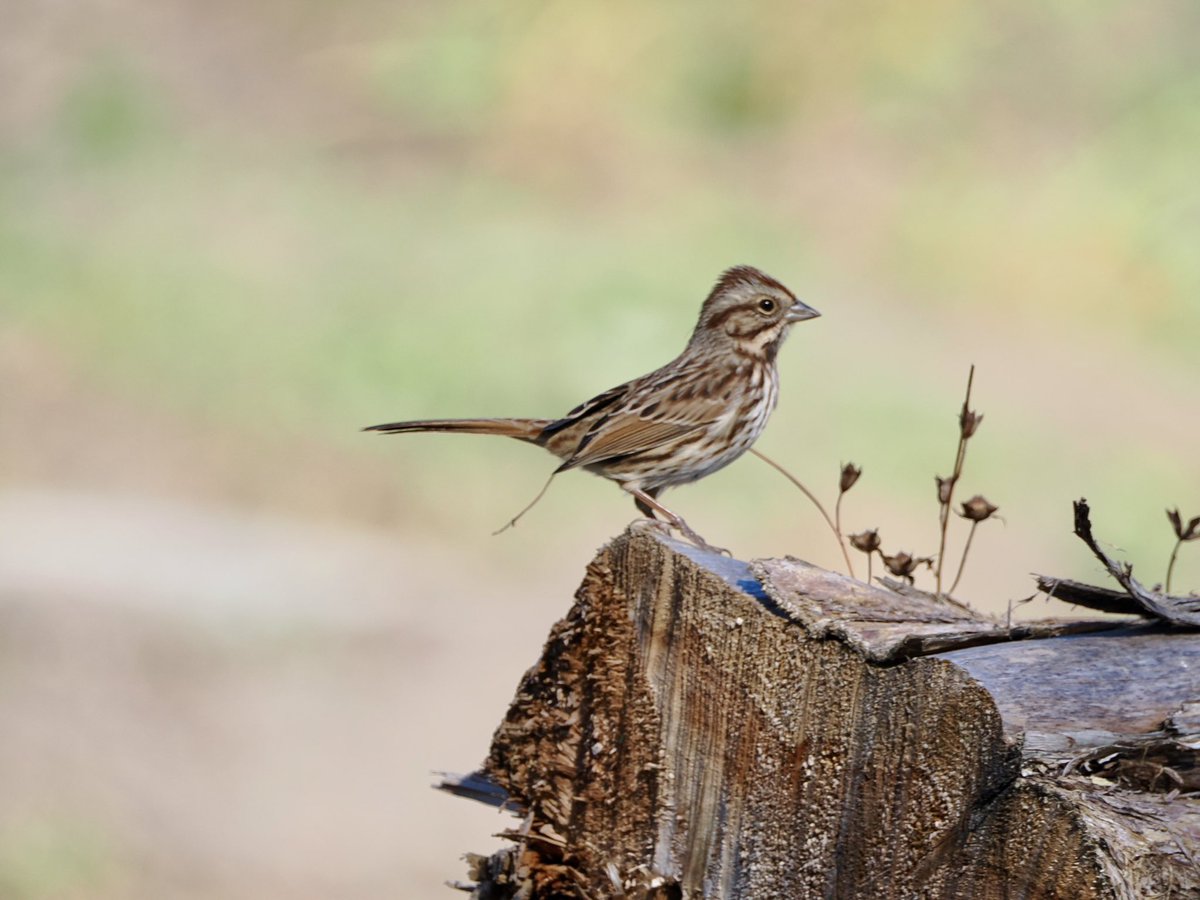 koolshark2's tweet image. #songsparrow:  we saw many new world migratory sparrows yesterday, ranging from very rare to very common, all beautiful. This  common visitor was 👀@CentralParkNYC   #birding #nyc