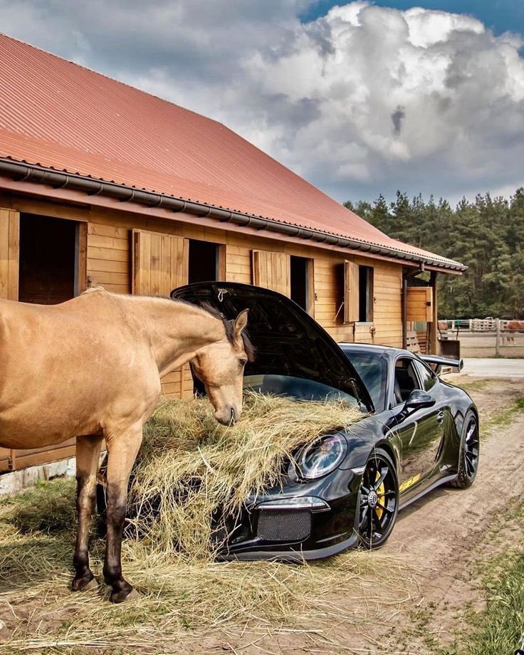 horse eating hay from the hood of an expensive car luxurious meal for a wealthy horse