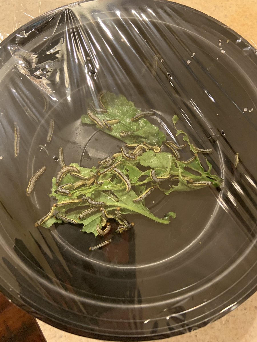 Pulled off this little buggers while processing Korean radish greens! They’ll have one last meal before visiting our neighbor’s chickens.

#GardeningX #Insects