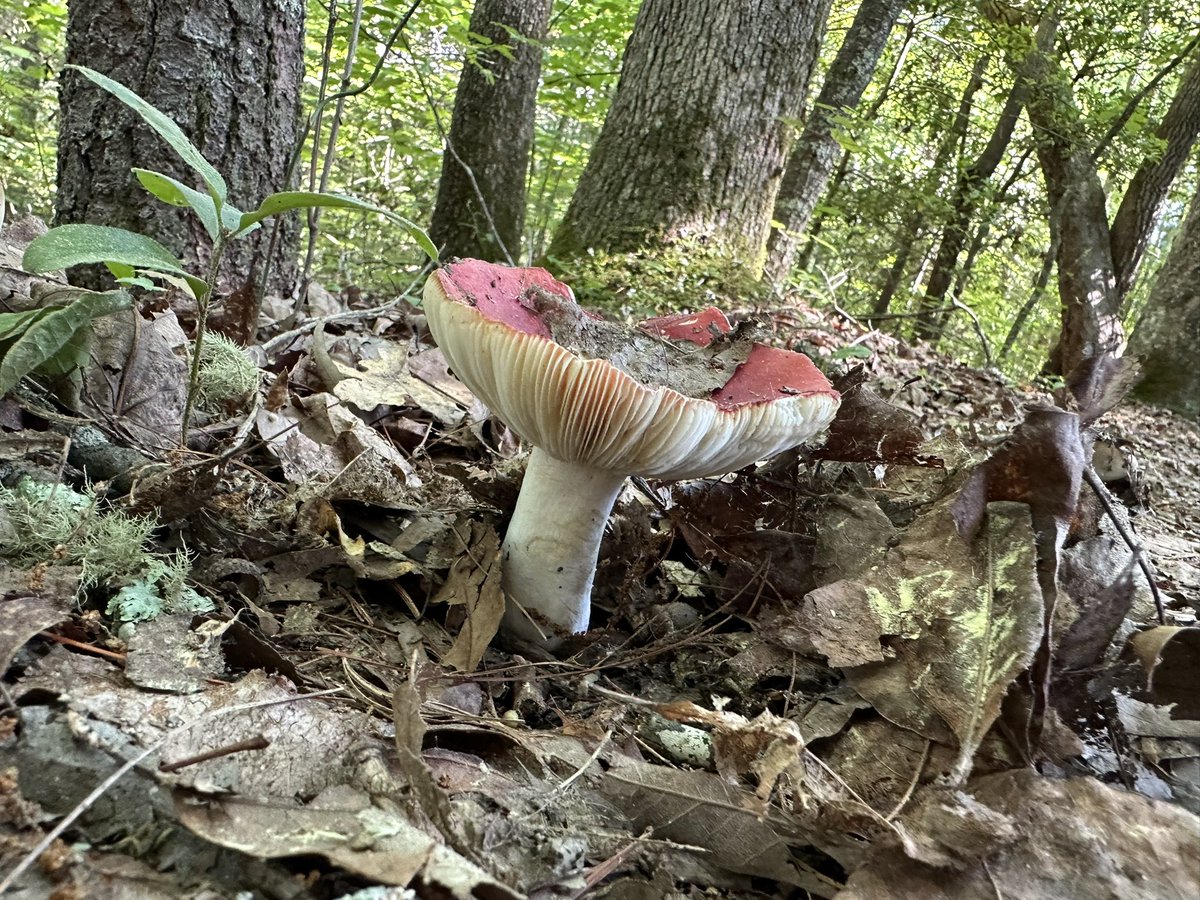 🌿 Gracie 𓋼𓍊 tweet media