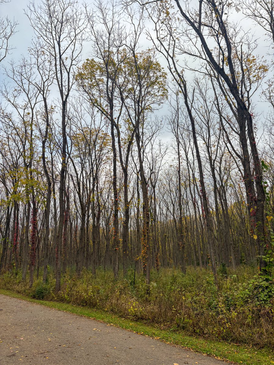 ebrungard's tweet photo. Got extreme Van Gogh vibes on this morning’s ride 🚲🖼️ https://t.co/WbFQfA74ZF