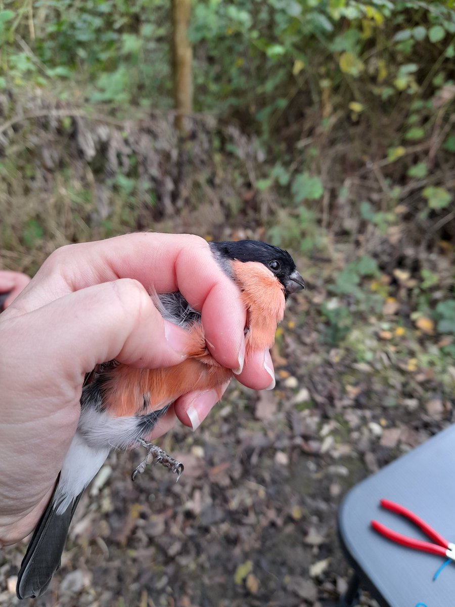 #migweek <a href="/FlamboroughBird/">Flamborough Bird Observatory</a>