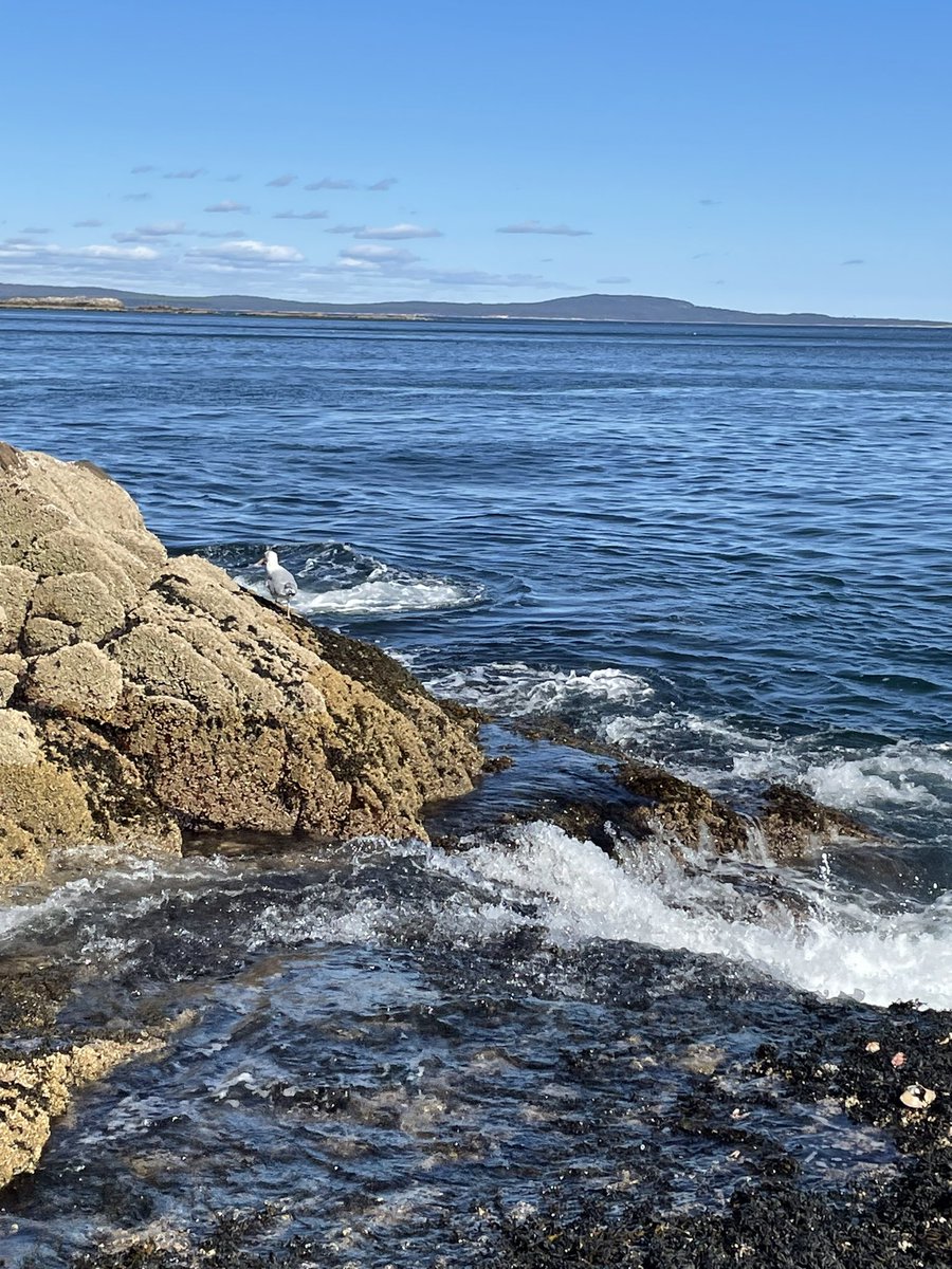 BobbyCritz's tweet photo. Acadia https://t.co/mY5F6tVPqk